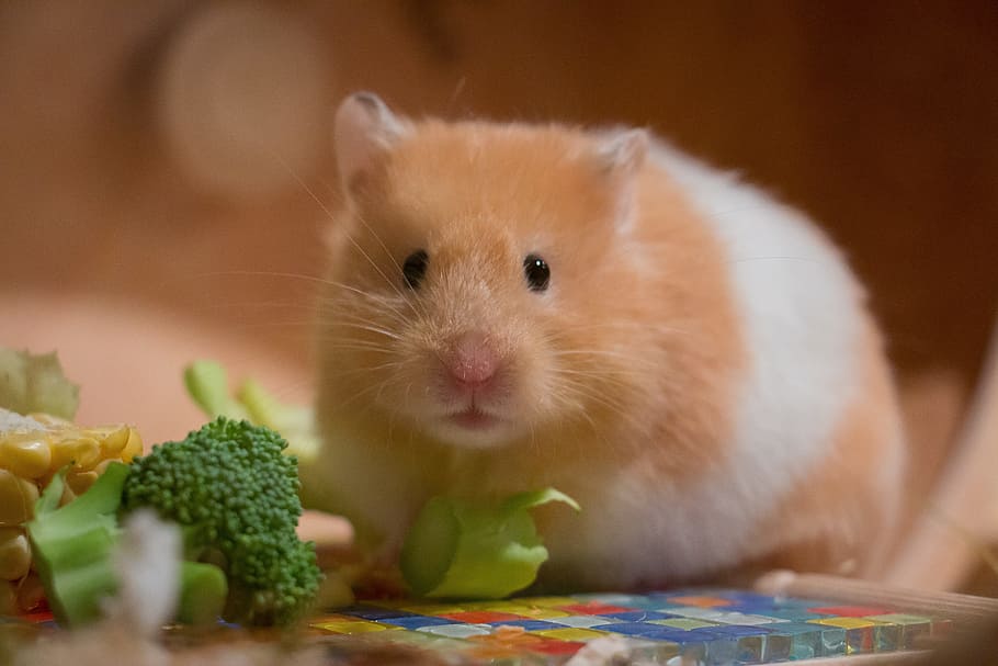 que verduras pueden comer los hamsters rusos