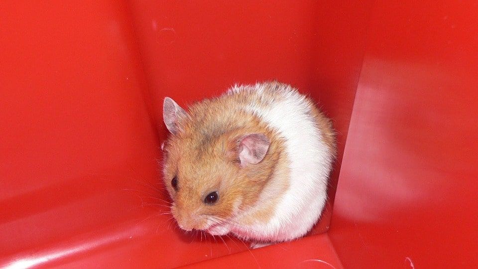 hamster triste