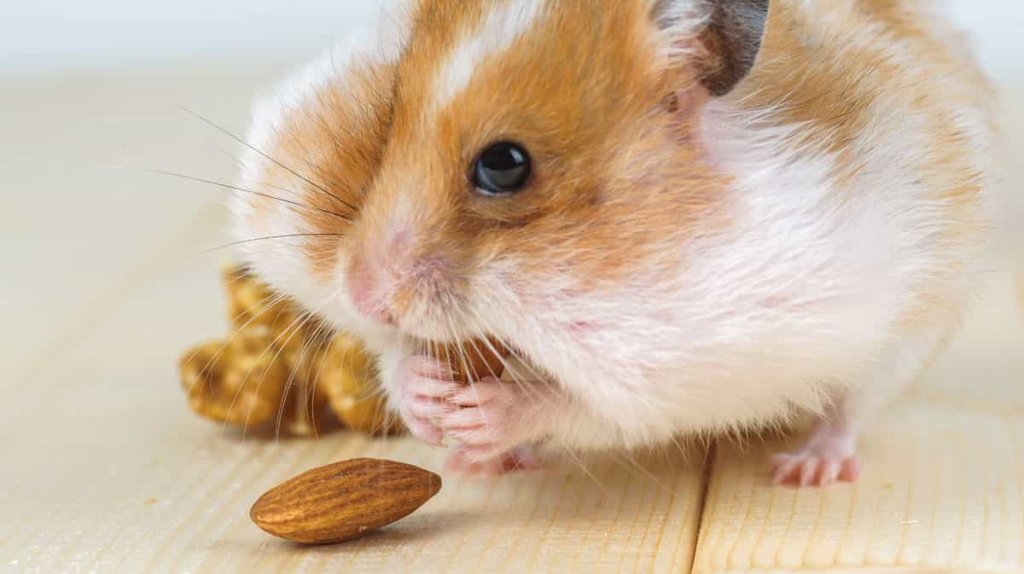 hamster comiendo semillas