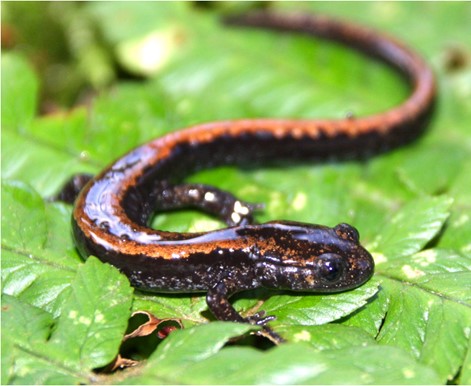 Salamandra rabilarga o lusitanica (Chioglossa lusitánica