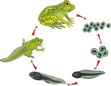 evolucion de los anfibios