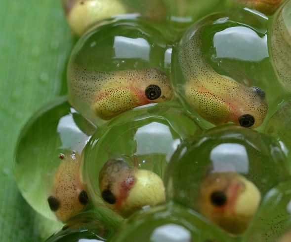 huevos de anfibios en el agua
