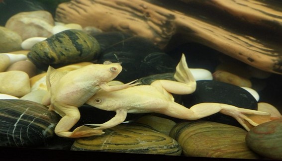 rana africana amarilla dentro del agua