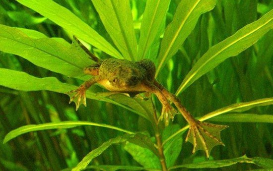 rana africana verde en hojas verdes