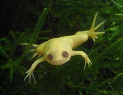 rana albina dentro del agua