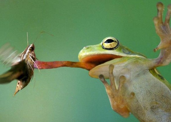 rana comiendo una mosca fondo verde