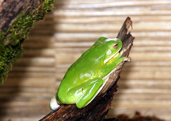 rana verde sobre una rama cafe