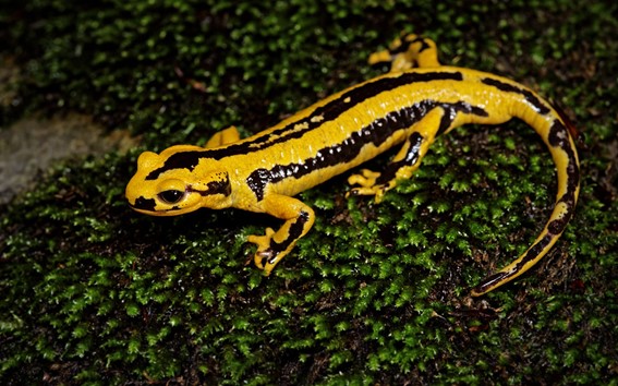 salamandra fastuosa amarilla con negro