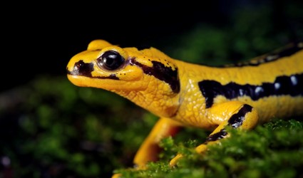 salamandra fastuosa amarilla medio cuerpo