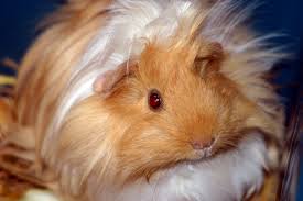 hamster peruano