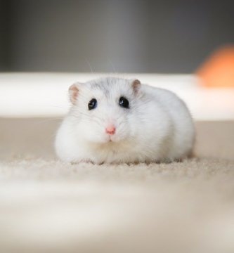 hamster campbell