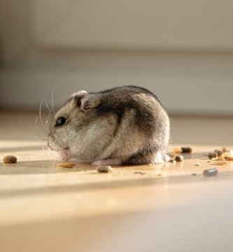 hamster chino