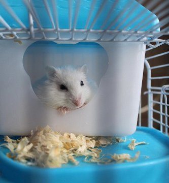 hamster jaula