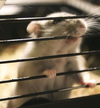hamster muerde los barrotes