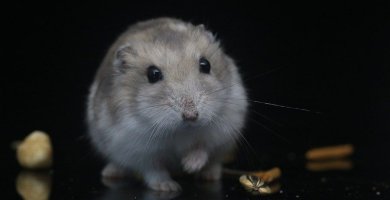 hamster roborowskii