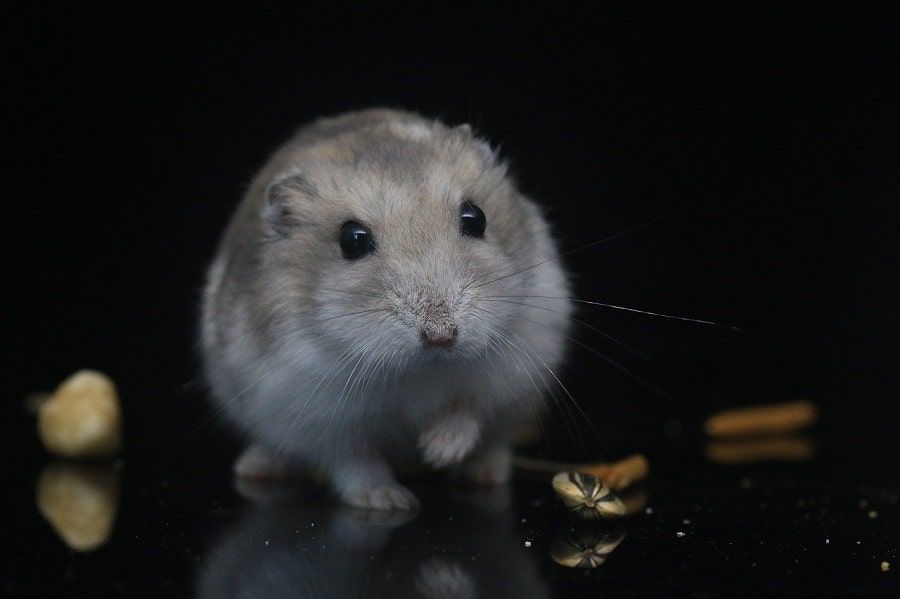 hamster roborowskii