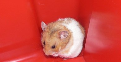 hamster triste