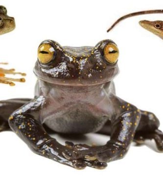 animales en peligro de extinción en ecuador