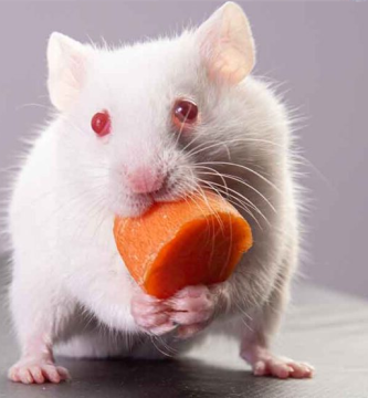 Hamster-Albino-La-guia-definitiva-para-Hamsters