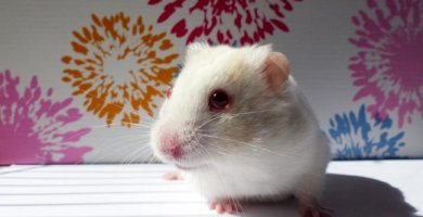 Hámster Albino cuanto viven