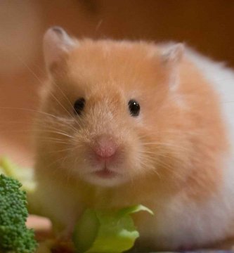 alimentación d eun hamster