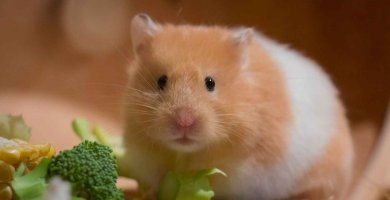 alimentación d eun hamster