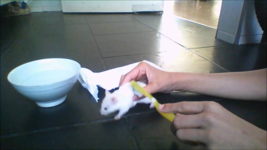 como limpiar a un hamster