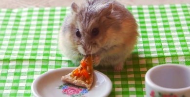 hamster comiendo