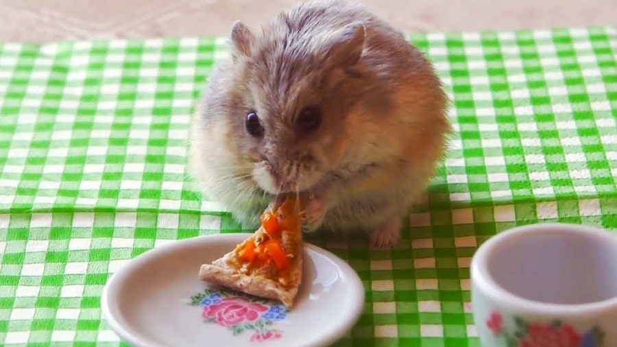 hamster comiendo