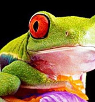 anfibios extintos