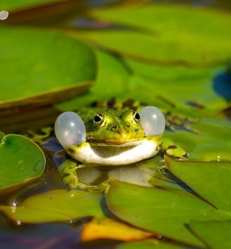 anfibios marinos