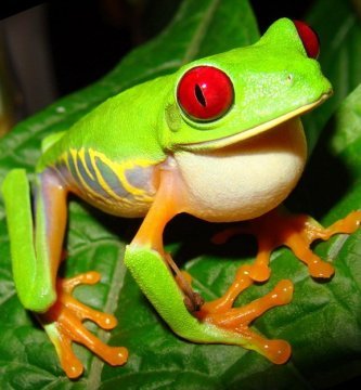 anfibios mexicanos