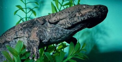 salamandra gigante china