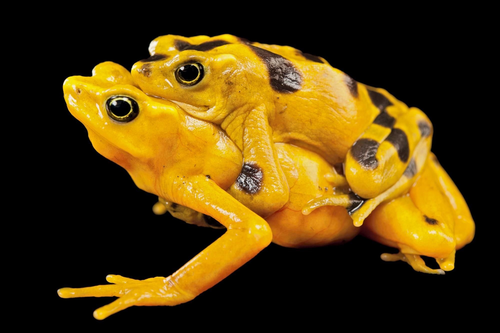 Rana Dorada Panameña 