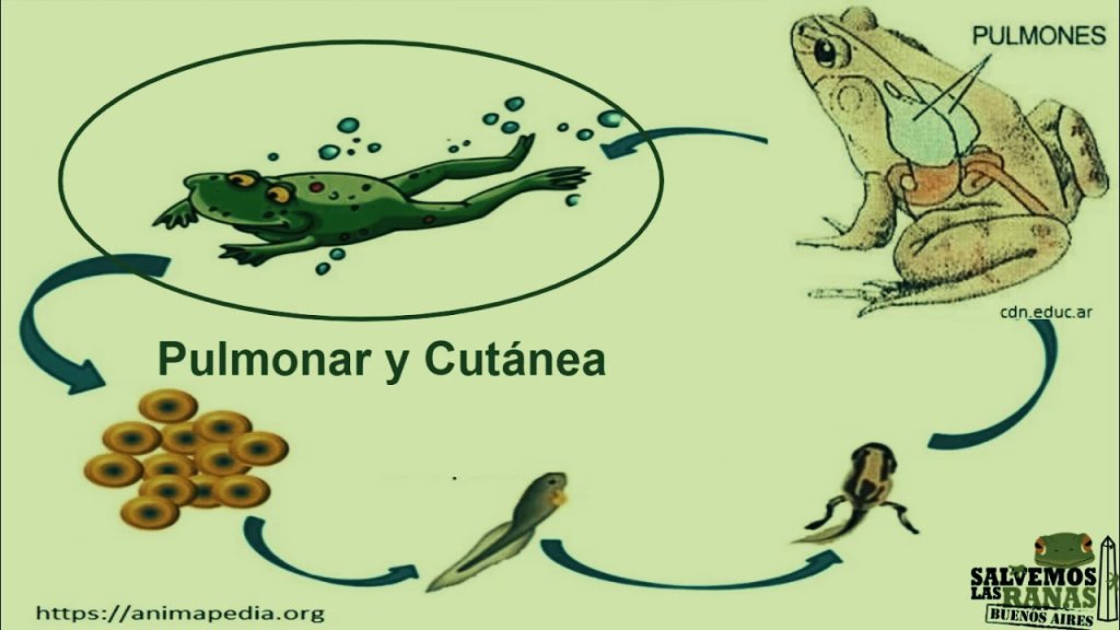 respiracion de los anfibios