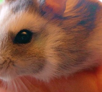 porque muerde mi hamster