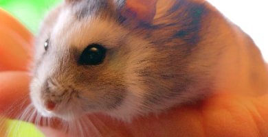porque muerde mi hamster