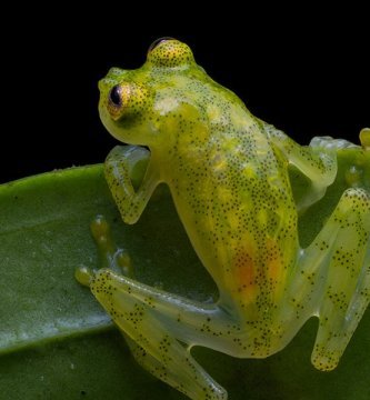 Rana de cristal nueva especie Mashpi