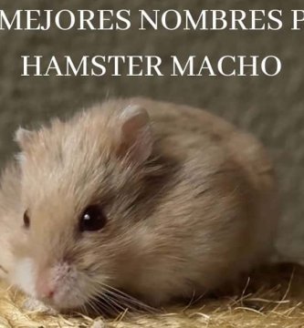 nombres para hamster machos