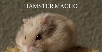 nombres para hamster machos