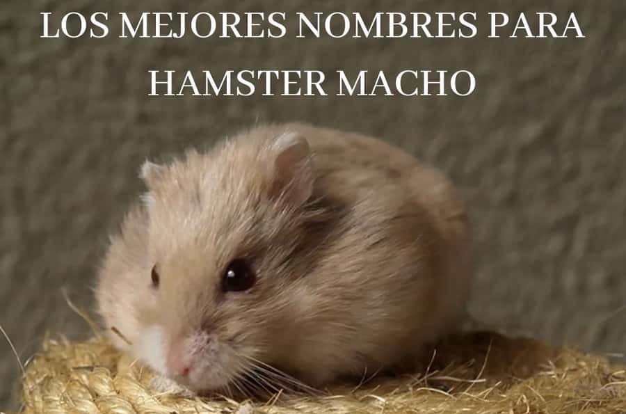 nombres para hamster machos