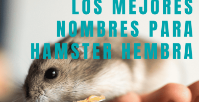 Nombres para hamster hembre