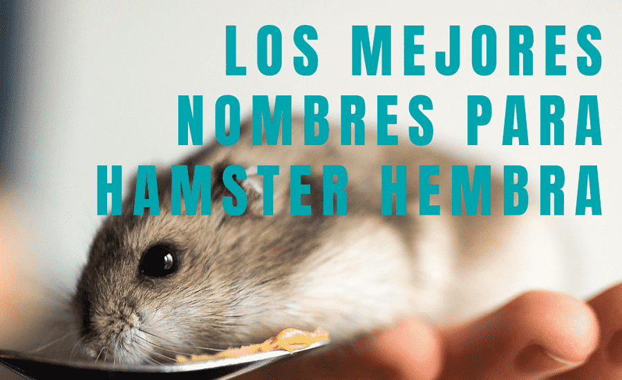 Nombres para hamster hembre