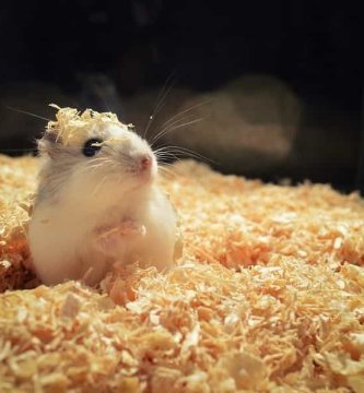 cama para hamster