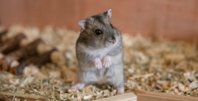 HAMSTER AGRESIVIDAD
