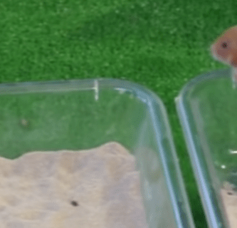 HAMSTER BAÑANDOSE EN ARENA