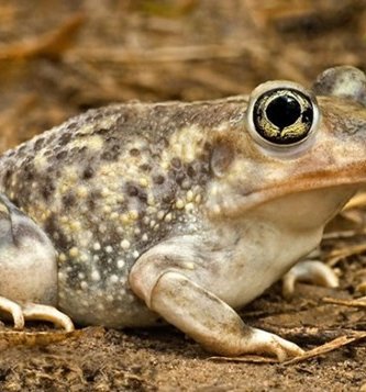 sapo de espuelas