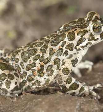ssapos de la peninsula iberica
