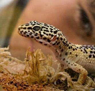 anfibios domesticos