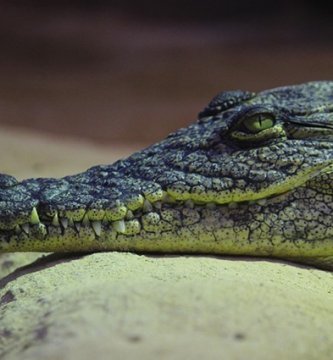 cabeza de cocodrilo